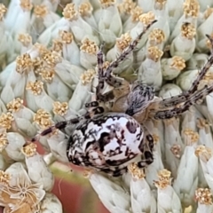 Plebs eburnus (Eastern bush orb-weaver) at Denman Prospect 2 Estate Deferred Area (Block 12) - 3 Feb 2022 by tpreston