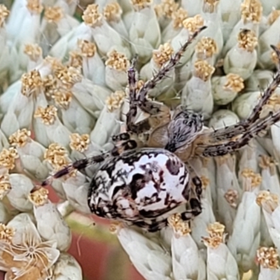 Plebs eburnus (Eastern bush orb-weaver) at Block 402 - 3 Feb 2022 by trevorpreston