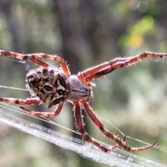 Backobourkia sp. (genus) (An orb weaver) at Block 402 - 3 Feb 2022 by trevorpreston