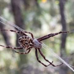 Backobourkia sp. (genus) at Molonglo Valley, ACT - 3 Feb 2022