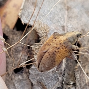 Gonipterus scutellatus at Molonglo Valley, ACT - 3 Feb 2022
