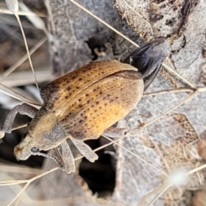 Gonipterus scutellatus at Molonglo Valley, ACT - 3 Feb 2022