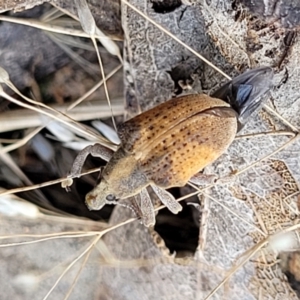 Gonipterus scutellatus at Molonglo Valley, ACT - 3 Feb 2022