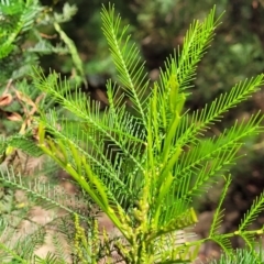 Acacia decurrens (Green Wattle) at Block 402 - 3 Feb 2022 by trevorpreston