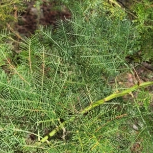 Acacia decurrens at Molonglo Valley, ACT - 3 Feb 2022