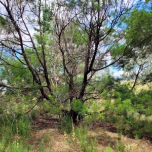 Acacia decurrens at Molonglo Valley, ACT - 3 Feb 2022