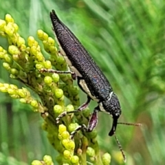 Rhinotia phoenicoptera (Belid weevil) at Molonglo Valley, ACT - 3 Feb 2022 by tpreston