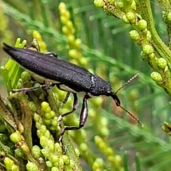 Rhinotia phoenicoptera at Molonglo Valley, ACT - 3 Feb 2022