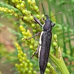 Rhinotia phoenicoptera at Molonglo Valley, ACT - 3 Feb 2022