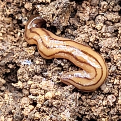 Anzoplana trilineata (A Flatworm) at Block 402 - 3 Feb 2022 by trevorpreston