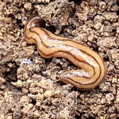 Anzoplana trilineata (A Flatworm) at Molonglo Valley, ACT - 3 Feb 2022 by tpreston