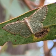 Poecilasthena pulchraria (Australian Cranberry Moth) at Molonglo Valley, ACT - 3 Feb 2022 by tpreston