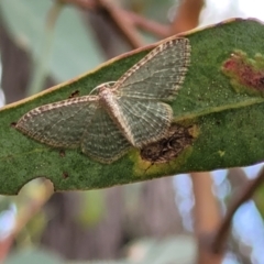 Poecilasthena pulchraria at Molonglo Valley, ACT - 3 Feb 2022