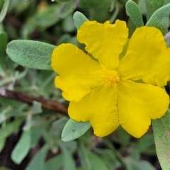 Hibbertia obtusifolia (Grey Guinea-flower) at Block 402 - 3 Feb 2022 by trevorpreston