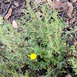 Hibbertia obtusifolia at Molonglo Valley, ACT - 3 Feb 2022