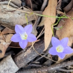 Wahlenbergia capillaris (Tufted Bluebell) at Block 402 - 3 Feb 2022 by trevorpreston