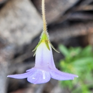 Wahlenbergia capillaris at Molonglo Valley, ACT - 3 Feb 2022