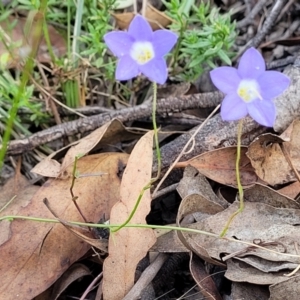 Wahlenbergia capillaris at Molonglo Valley, ACT - 3 Feb 2022 03:53 PM