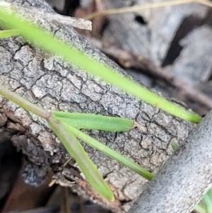 Wahlenbergia capillaris at Molonglo Valley, ACT - 3 Feb 2022