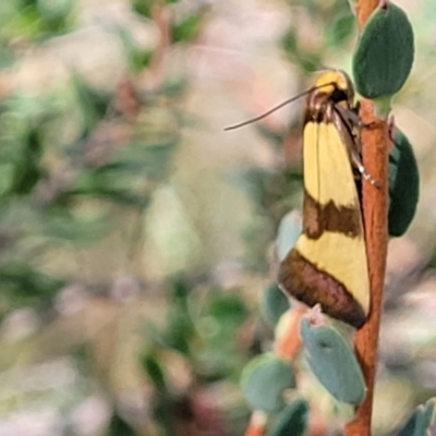 Chrysonoma fascialis (A concealer moth) at Denman Prospect 2 Estate Deferred Area (Block 12) - 3 Feb 2022 by tpreston
