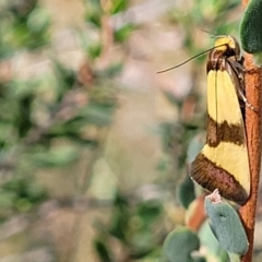 Chrysonoma fascialis at Molonglo Valley, ACT - 3 Feb 2022