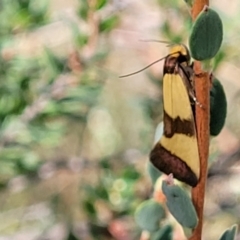 Chrysonoma fascialis at Molonglo Valley, ACT - 3 Feb 2022 03:49 PM