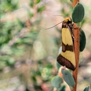 Chrysonoma fascialis at Molonglo Valley, ACT - 3 Feb 2022