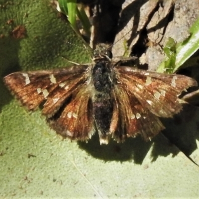 Pasma tasmanica (Two-spotted Grass-skipper) at Cotter River, ACT - 3 Feb 2022 by JohnBundock