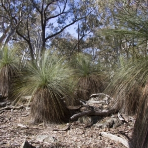 Xanthorrhoea glauca subsp. angustifolia at Bango, NSW - suppressed