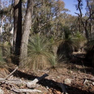 Xanthorrhoea glauca subsp. angustifolia at Bango, NSW - suppressed