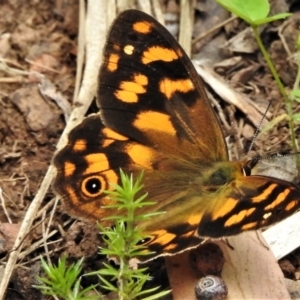 Heteronympha solandri at Cotter River, ACT - 3 Feb 2022 12:27 PM