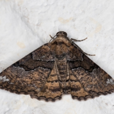 Aporoctena undescribed species (A Geometrid moth) at Melba, ACT - 24 Nov 2021 by kasiaaus