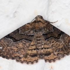 Aporoctena undescribed species at Melba, ACT - 24 Nov 2021