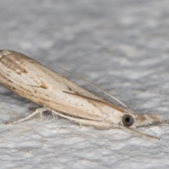 Culladia cuneiferellus (Crambinae moth) at Melba, ACT - 24 Nov 2021 by kasiaaus