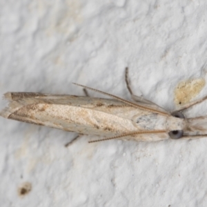 Culladia cuneiferellus at Melba, ACT - 24 Nov 2021