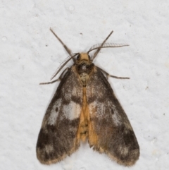 Anestia (genus) (A tiger moth) at Melba, ACT - 23 Nov 2021 by kasiaaus