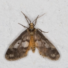 Anestia (genus) at Melba, ACT - 24 Nov 2021