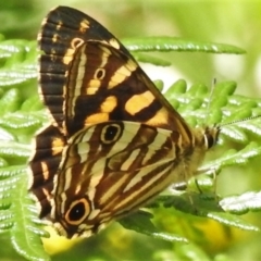 Oreixenica kershawi (Striped Xenica) at Cotter River, ACT - 3 Feb 2022 by JohnBundock