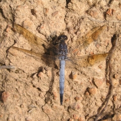 Orthetrum caledonicum (Blue Skimmer) at Molonglo Valley, ACT - 3 Feb 2022 by MatthewFrawley