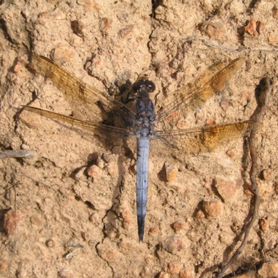 Orthetrum caledonicum (Blue Skimmer) at Molonglo Valley, ACT - 2 Feb 2022 by MatthewFrawley