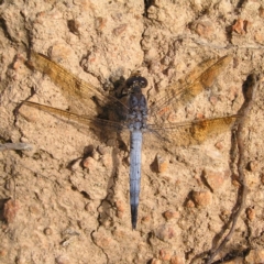 Orthetrum caledonicum (Blue Skimmer) at Molonglo Valley, ACT - 2 Feb 2022 by MatthewFrawley