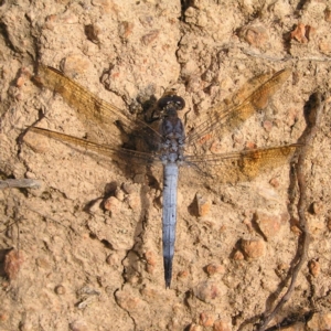 Orthetrum caledonicum at Molonglo Valley, ACT - 3 Feb 2022
