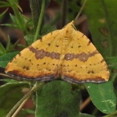 Chrysolarentia polyxantha (Yellow Carpet Moth) at Cotter River, ACT - 3 Feb 2022 by JohnBundock