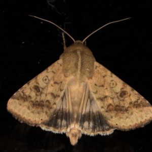 Helicoverpa armigera at Melba, ACT - 24 Nov 2021 09:34 PM