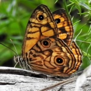 Geitoneura acantha at Cotter River, ACT - 3 Feb 2022