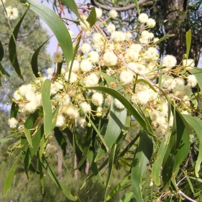 Acacia implexa (Hickory Wattle, Lightwood) at Stromlo, ACT - 2 Feb 2022 by MatthewFrawley