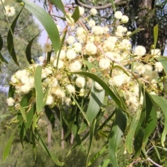 Acacia implexa (Hickory Wattle) at Stromlo, ACT - 2 Feb 2022 by MatthewFrawley