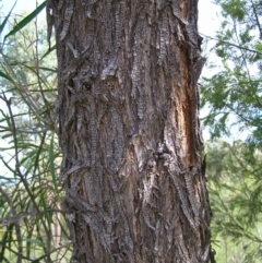 Acacia implexa at Stromlo, ACT - 3 Feb 2022