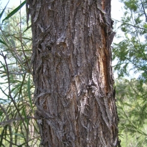 Acacia implexa at Stromlo, ACT - 3 Feb 2022