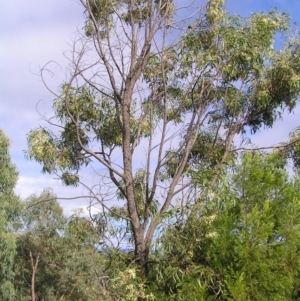 Acacia implexa at Stromlo, ACT - 3 Feb 2022